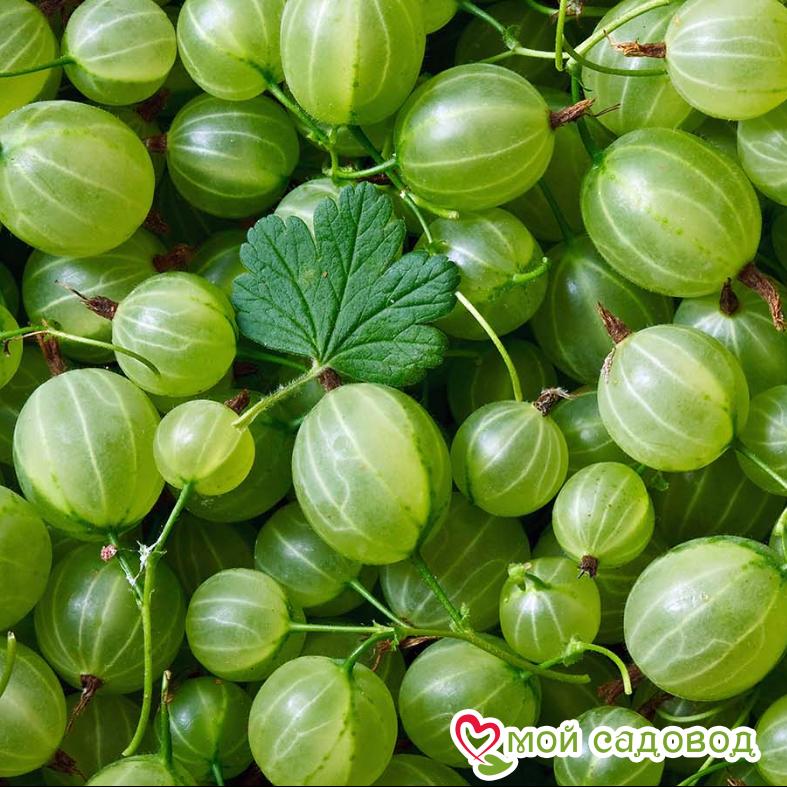 Крыжовник Уральский бесшипный