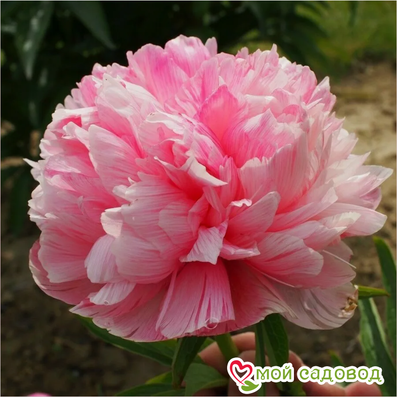 Пион Мутабилис